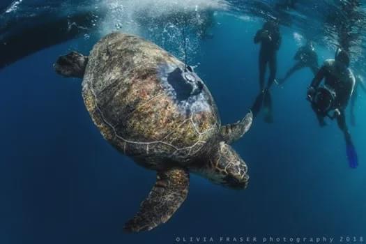 6 năm bị bắt làm nô lệ tình dục, bị giam cầm đánh đập làm trò mua vui và đó chưa phải là tất cả sự hành hạ mà động vật phải gánh chịu-13