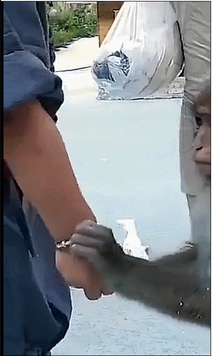 6 năm bị bắt làm nô lệ tình dục, bị giam cầm đánh đập làm trò mua vui và đó chưa phải là tất cả sự hành hạ mà động vật phải gánh chịu-15