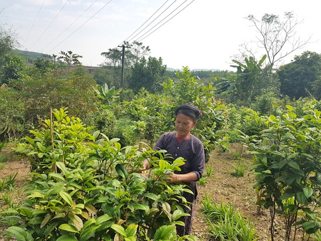 Trồng thứ hoa vàng mọc dại, dân Việt thu vài trăm triệu mỗi vụ ngon ơ-2