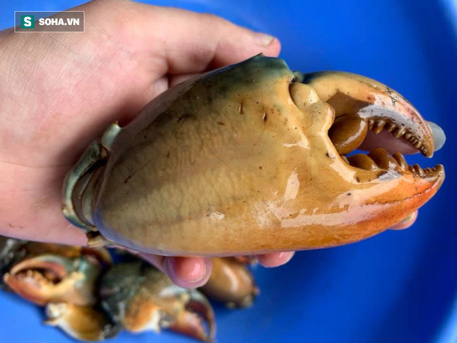 Tiếc thứ gãy rụng từ cua biển, dân buôn gom lại bán rẻ một nửa, khách mua ầm ầm-1