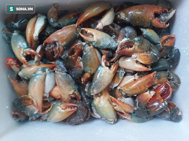 Tiếc thứ gãy rụng từ cua biển, dân buôn gom lại bán rẻ một nửa, khách mua ầm ầm-2