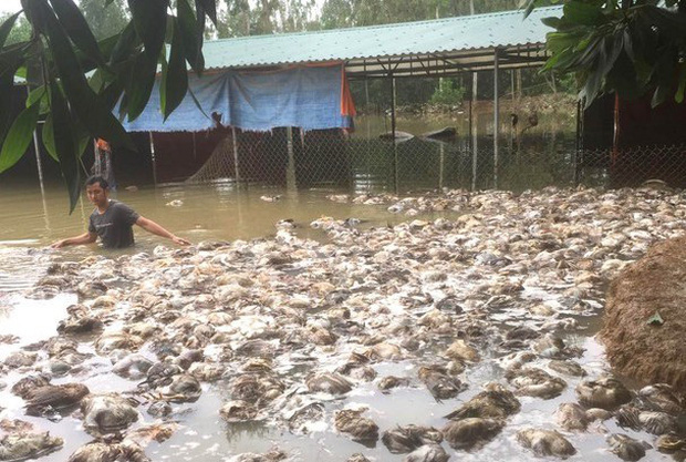 Vợ chồng Thủy Tiên và Công Vinh hỗ trợ 115 triệu đồng cho hộ dân mất hơn 10.000 con gà vì mưa lũ-2