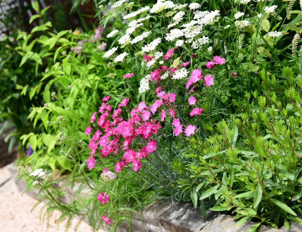 Người đàn ông sở hữu vườn hoa trên sân thượng đẹp như thiên đường ai ngắm cũng mê-3