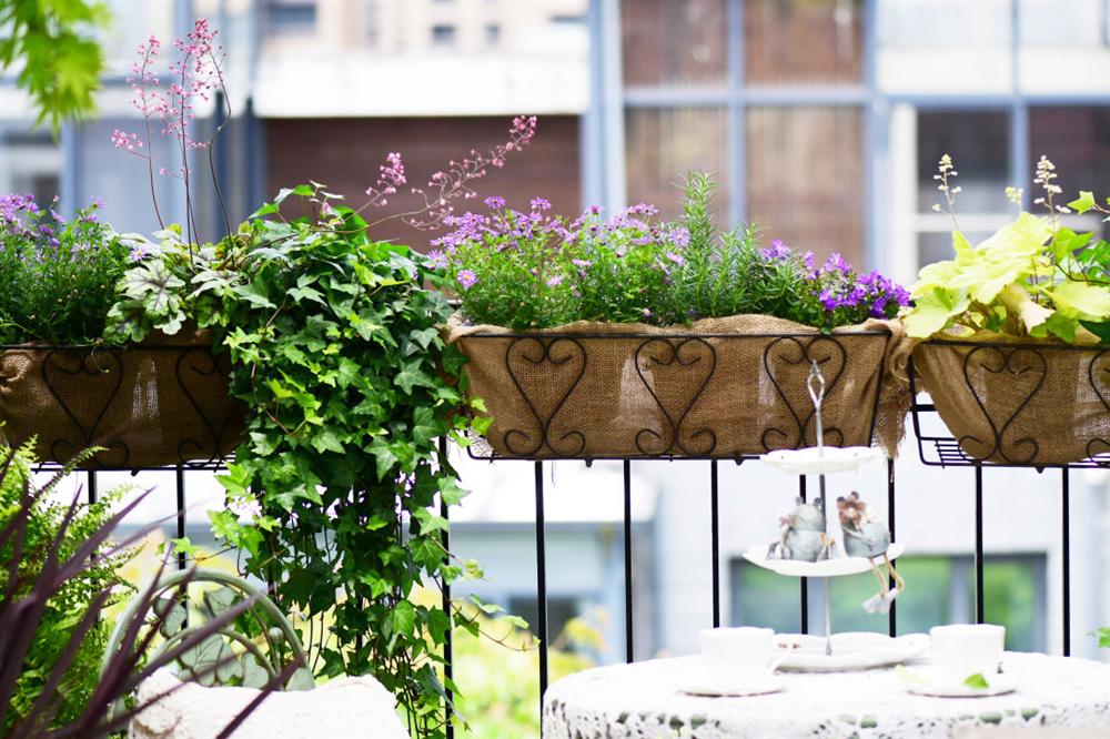 Người đàn ông sở hữu vườn hoa trên sân thượng đẹp như thiên đường ai ngắm cũng mê-6