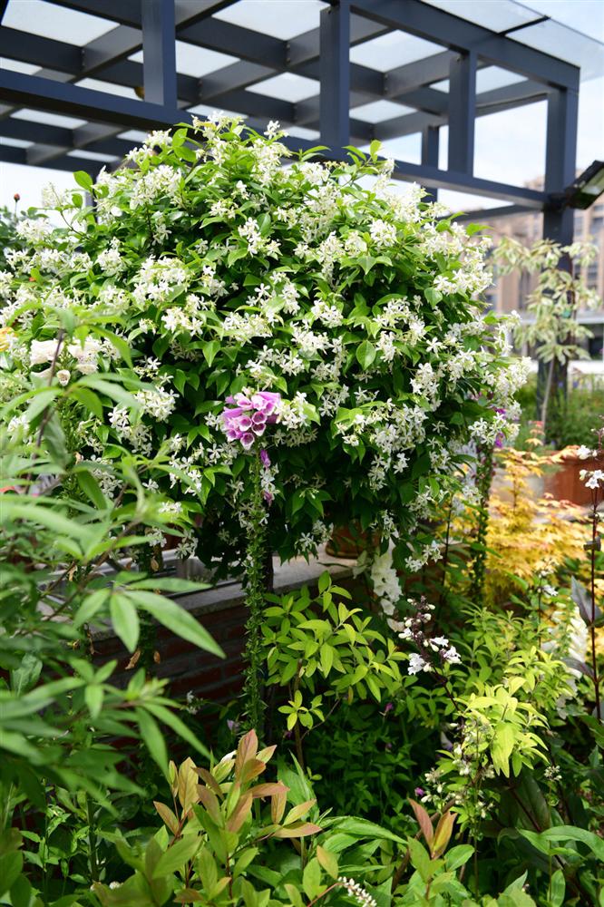 Người đàn ông sở hữu vườn hoa trên sân thượng đẹp như thiên đường ai ngắm cũng mê-13