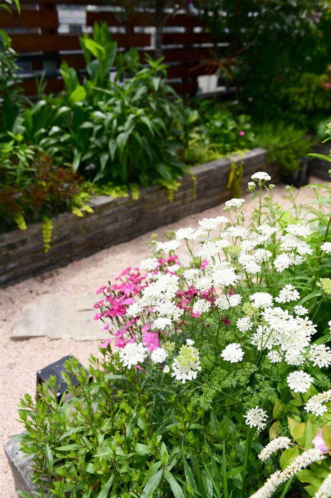 Người đàn ông sở hữu vườn hoa trên sân thượng đẹp như thiên đường ai ngắm cũng mê-16