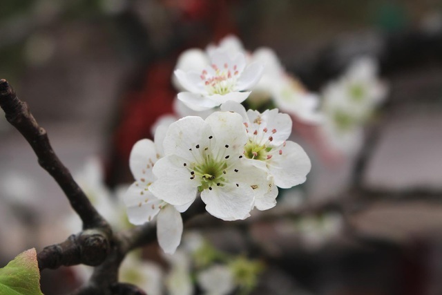 Dân Hà thành đua nhau săn hoa lê rừng, giá tiền triệu mỗi cành-2