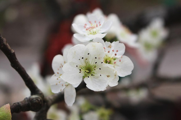 Hoa lê rừng xuống phố ngày đầu năm mới khiến người Hà Nội mê mẩn-17