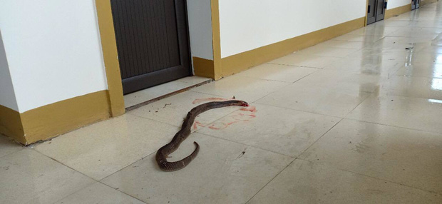 Cận cảnh hàng chục con rắn bò vào nhà dân ở Hà Tĩnh sau lũ: Dài hàng mét, toàn loài kịch độc-1
