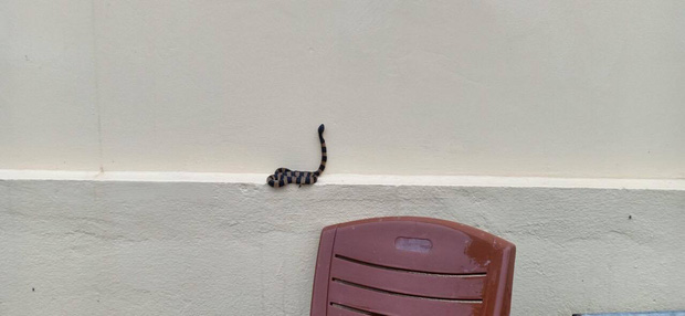 Cận cảnh hàng chục con rắn bò vào nhà dân ở Hà Tĩnh sau lũ: Dài hàng mét, toàn loài kịch độc-2