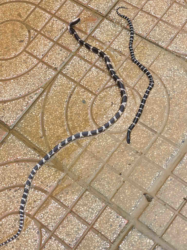 Cận cảnh hàng chục con rắn bò vào nhà dân ở Hà Tĩnh sau lũ: Dài hàng mét, toàn loài kịch độc-3