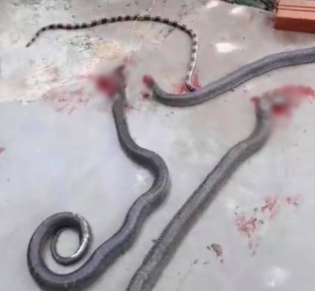 Cận cảnh hàng chục con rắn bò vào nhà dân ở Hà Tĩnh sau lũ: Dài hàng mét, toàn loài kịch độc-4