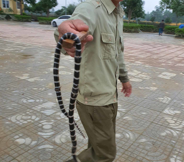 Cận cảnh hàng chục con rắn bò vào nhà dân ở Hà Tĩnh sau lũ: Dài hàng mét, toàn loài kịch độc-5