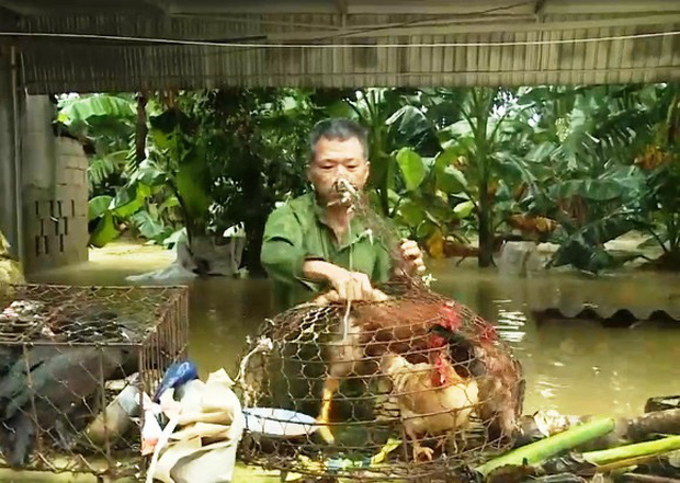 Cận cảnh hàng chục con rắn bò vào nhà dân ở Hà Tĩnh sau lũ: Dài hàng mét, toàn loài kịch độc-8