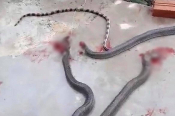 Rùng mình thấy nguyên đàn rắn cuộn tròn trong cốp khi đi sửa xe máy sau đợt mưa lũ ở Quảng Trị-4