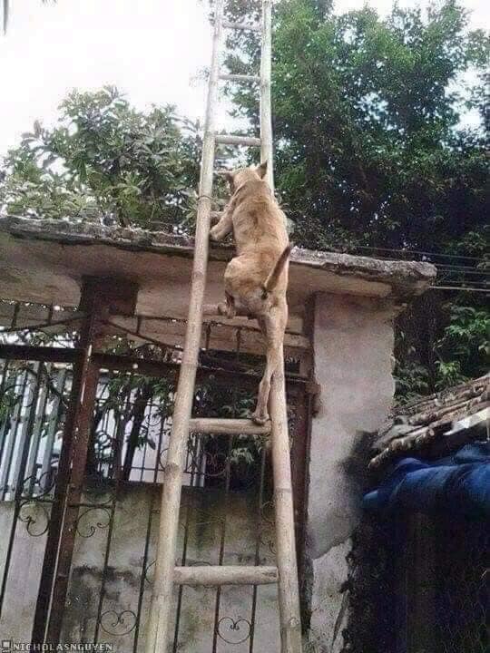 Bị mắng vài câu chú chó leo lên nóc cổng ngồi, nhìn cách đi lên thang làm ai cũng phải tự hỏi con này chắc thành tinh?-1