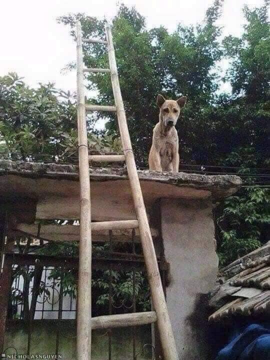 Bị mắng vài câu chú chó leo lên nóc cổng ngồi, nhìn cách đi lên thang làm ai cũng phải tự hỏi con này chắc thành tinh?-2