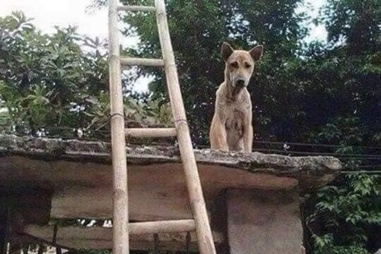 Bị mắng vài câu chú chó leo lên nóc cổng ngồi, nhìn cách đi lên thang làm ai cũng phải tự hỏi 