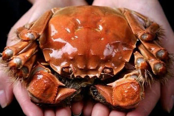 Cua Hoàng đế Alaska siêu rẻ, dân Hà Nội ồ ạt mua về ăn-3