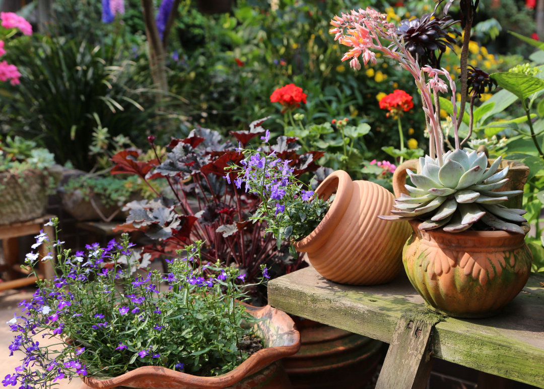 Khu vườn quanh năm chỉ có mùa xuân với hoa nở tưng bừng của cô giáo dạy Toán-4