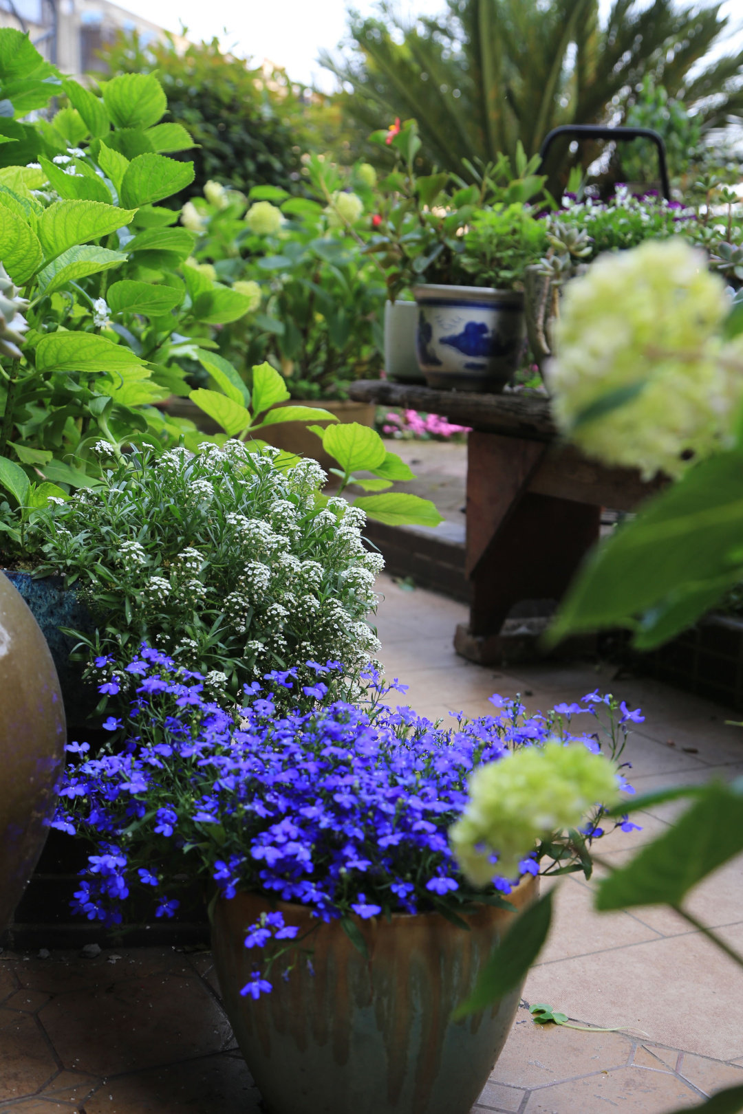 Khu vườn quanh năm chỉ có mùa xuân với hoa nở tưng bừng của cô giáo dạy Toán-7