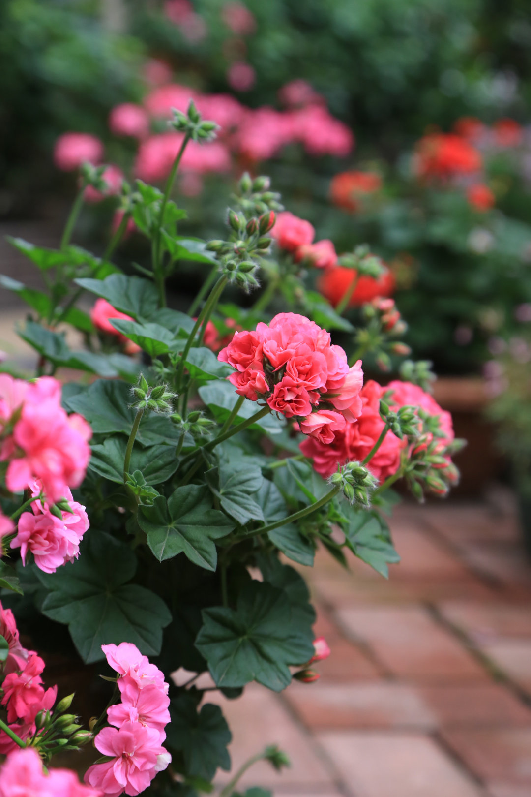 Khu vườn quanh năm chỉ có mùa xuân với hoa nở tưng bừng của cô giáo dạy Toán-6