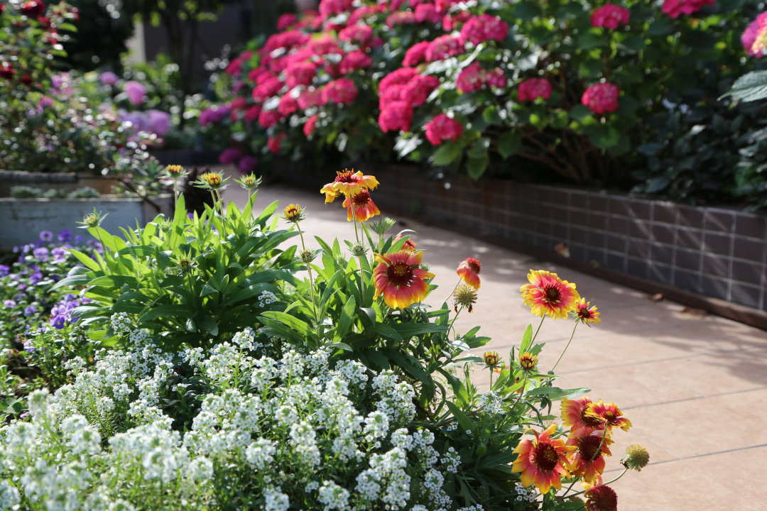 Khu vườn quanh năm chỉ có mùa xuân với hoa nở tưng bừng của cô giáo dạy Toán-3