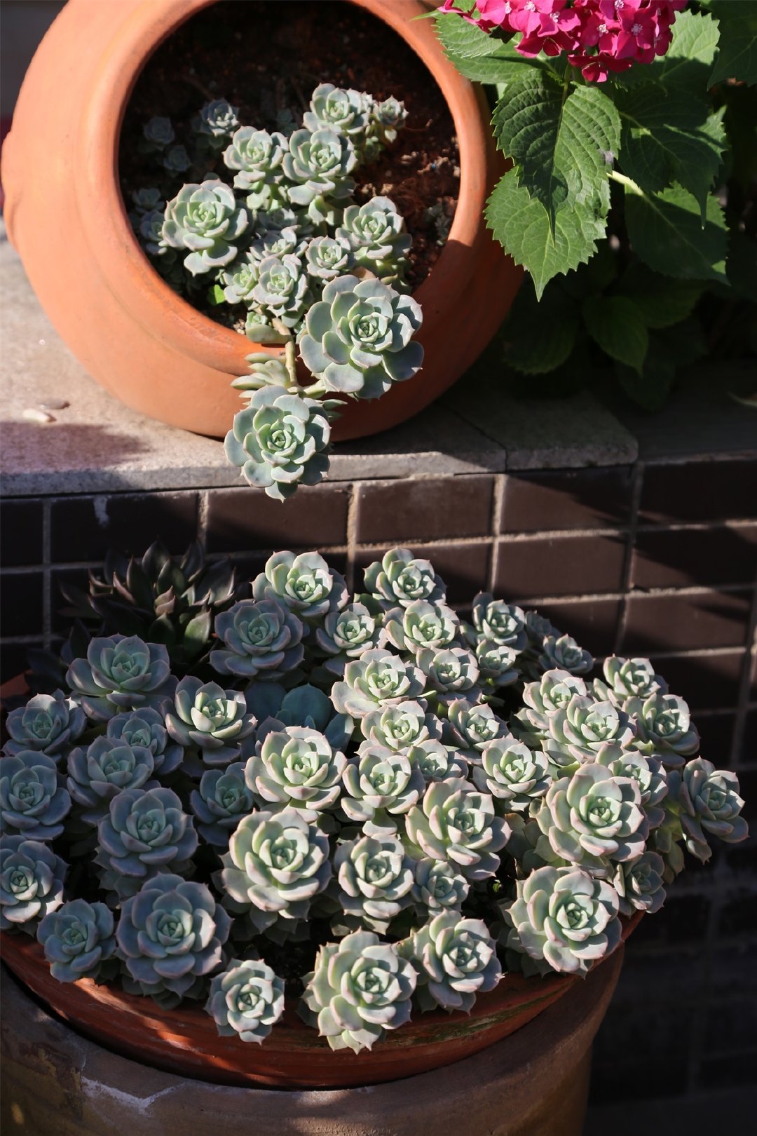 Khu vườn quanh năm chỉ có mùa xuân với hoa nở tưng bừng của cô giáo dạy Toán-5