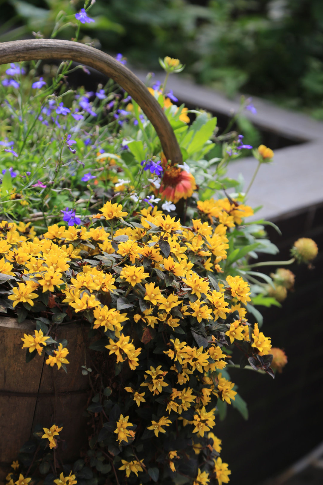 Khu vườn quanh năm chỉ có mùa xuân với hoa nở tưng bừng của cô giáo dạy Toán-15