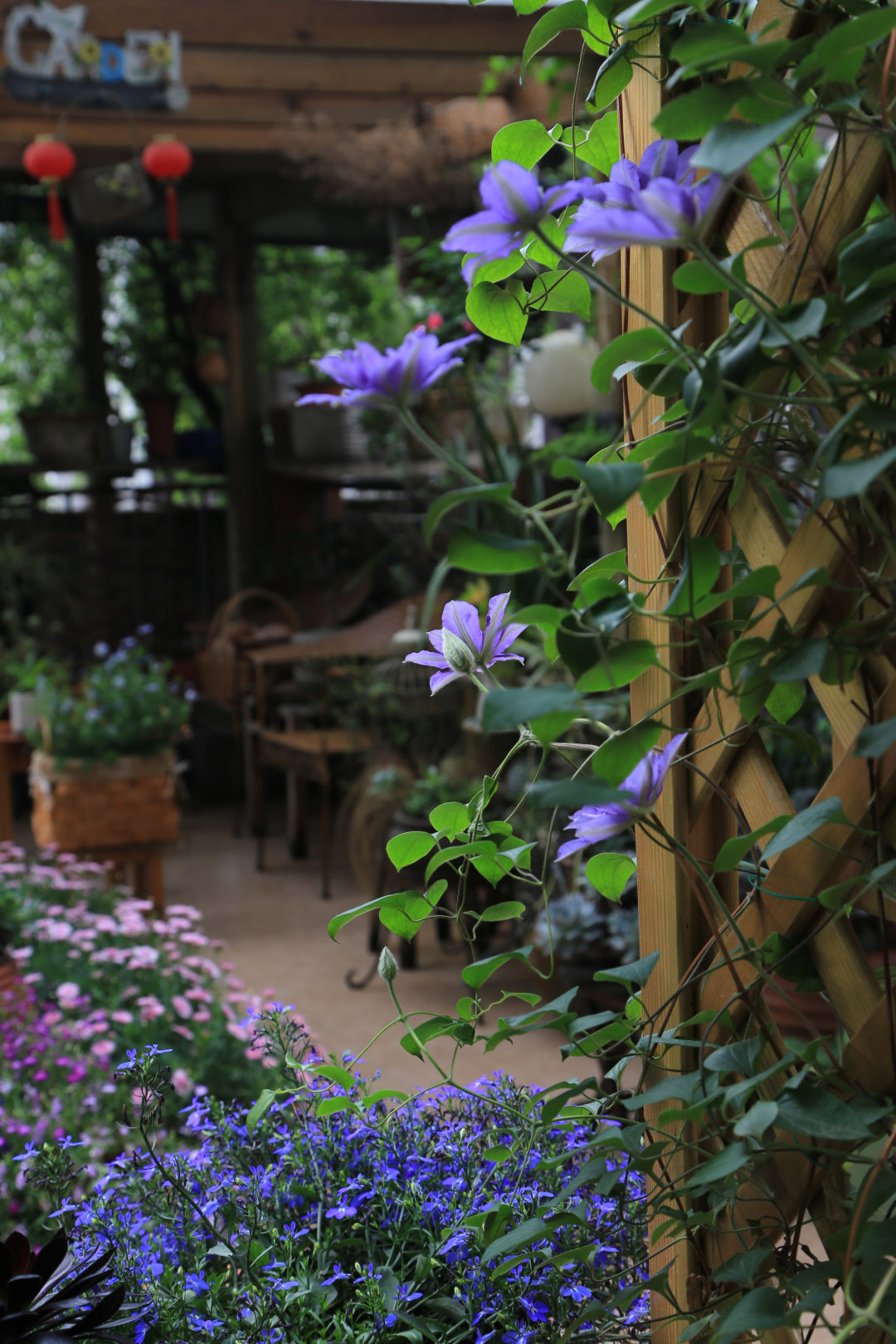 Khu vườn quanh năm chỉ có mùa xuân với hoa nở tưng bừng của cô giáo dạy Toán-20