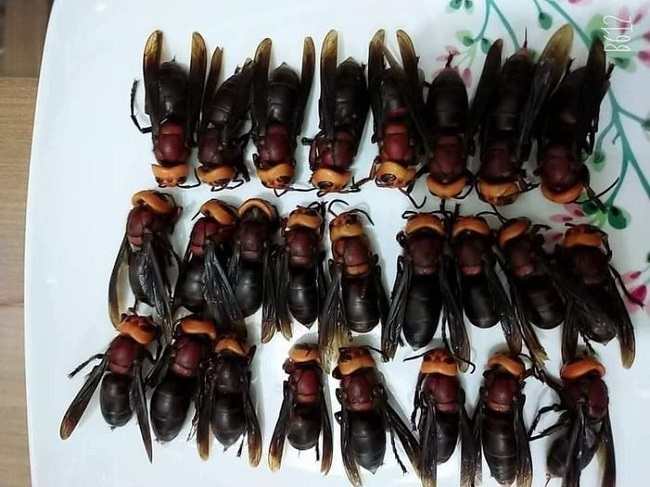 Loại ong kịch độc được rao bán nửa triệu đồng/kg, thợ săn ong rừng 10 năm nói gì?-1