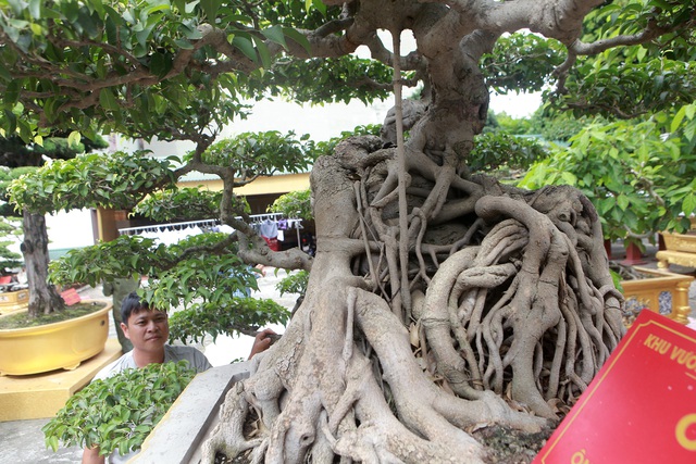 Chiêm ngưỡng cặp sanh cổ mọc ngược giá 10 tỷ đồng của nữ đại gia Phú Thọ-10