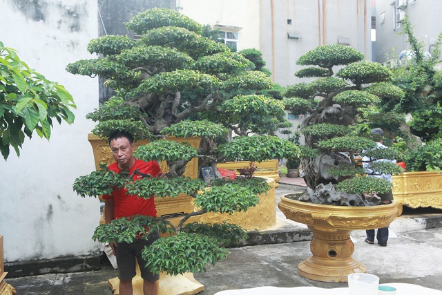 Chiêm ngưỡng cặp sanh cổ mọc ngược giá 10 tỷ đồng của nữ đại gia Phú Thọ-2