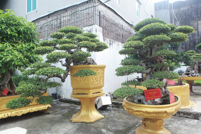 Chiêm ngưỡng cặp sanh cổ mọc ngược giá 10 tỷ đồng của nữ đại gia Phú Thọ-3