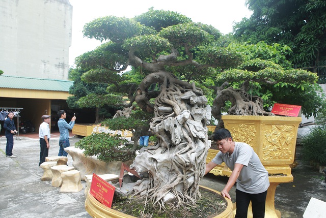 Chiêm ngưỡng cặp sanh cổ mọc ngược giá 10 tỷ đồng của nữ đại gia Phú Thọ-4