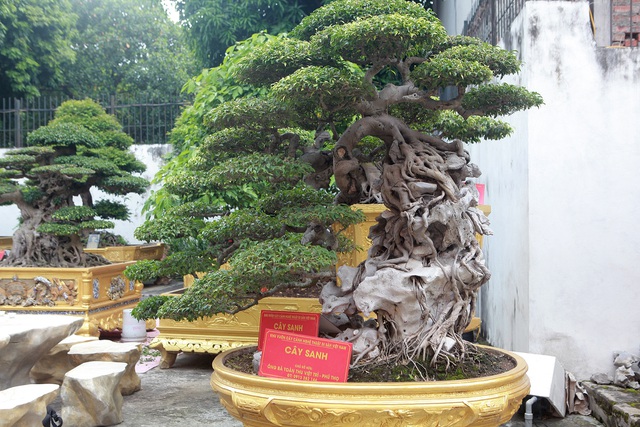 Chiêm ngưỡng cặp sanh cổ mọc ngược giá 10 tỷ đồng của nữ đại gia Phú Thọ-5