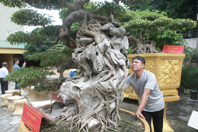 Chiêm ngưỡng cặp sanh cổ mọc ngược giá 10 tỷ đồng của nữ đại gia Phú Thọ-7