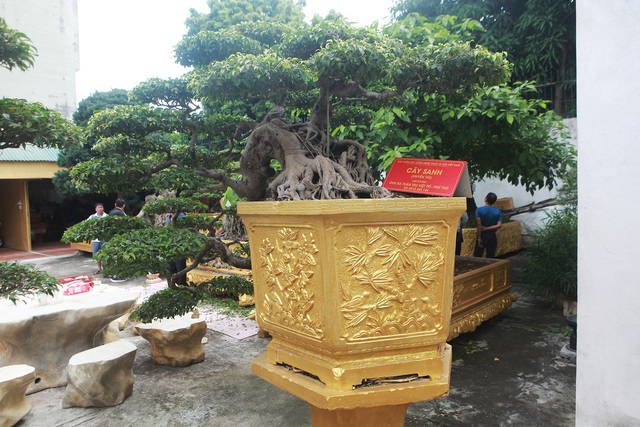 Chiêm ngưỡng cặp sanh cổ mọc ngược giá 10 tỷ đồng của nữ đại gia Phú Thọ-11