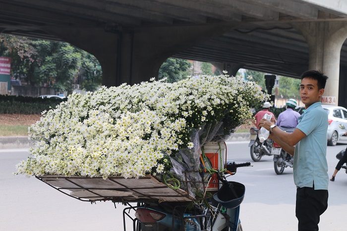 Cúc họa mi đầu mùa xuống phố, dân buôn hét giá cả trăm nghìn 1 bó vẫn cháy hàng-2