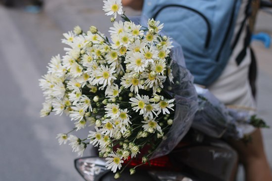 Cúc họa mi đầu mùa xuống phố, dân buôn