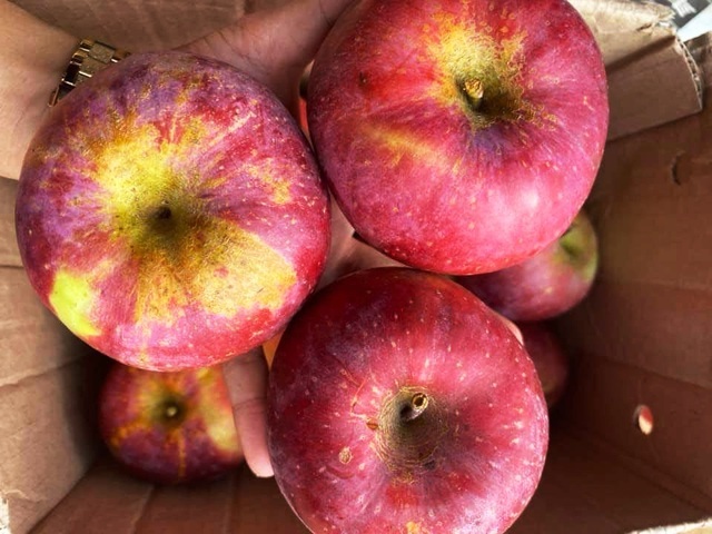 Táo đá Hà Giang giá siêu rẻ, dân buôn vén màn sự thật gây sốc-2