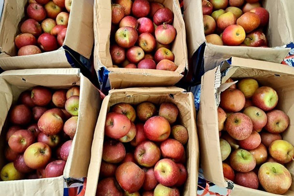 Dân buôn vén màn nguồn gốc táo đá 10.000 đồng/kg được quảng cáo là đặc sản Hà Giang-7