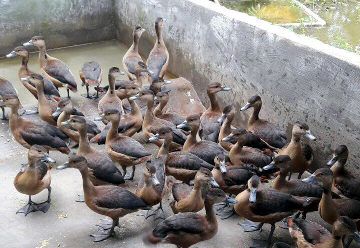 Trứng loài chim hoang dã giống như vịt, 50 ngàn/quả vẫn không có bán-2