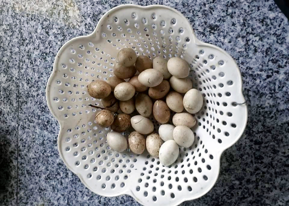 Trứng loài chim hoang dã giống như vịt, 50 ngàn/quả vẫn không có bán-5