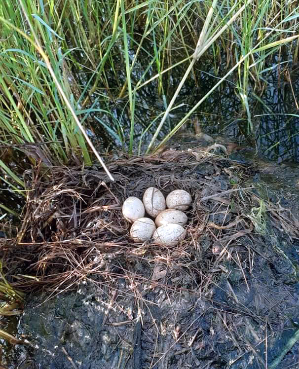 Trứng loài chim hoang dã giống như vịt, 50 ngàn/quả vẫn không có bán-1
