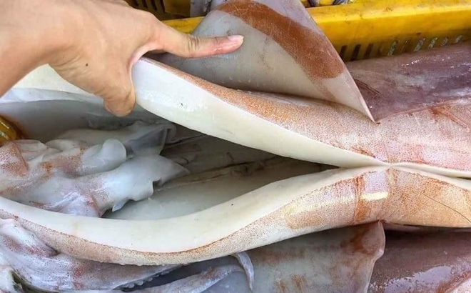 Dân buôn tiết lộ bất ngờ về loại mực khổng lồ bán rẻ 55.000 đồng/kg đang gây sốt-2
