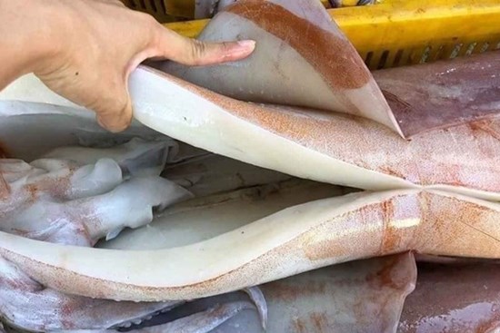 Dân buôn tiết lộ bất ngờ về loại mực khổng lồ bán rẻ 55.000 đồng/kg đang gây 'sốt'