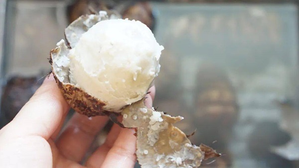 Thịt gà nếu mang hầm với thứ này sẽ thơm mềm, thích hơn cả ăn lẩu-2