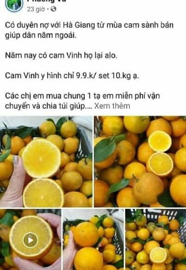 Cam Vinh chỉ 5 nghìn đồng/kg, người bán tiết lộ gì?-2
