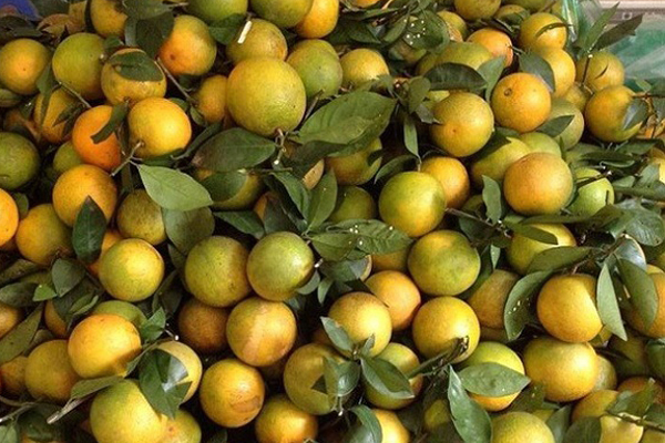 Chị em tranh thủ mua gom cam Vinh, giá rẻ chỉ 11 nghìn/kg mỏng vỏ, mọng nước, ít hạt bán tấp nập trên thị trường-8